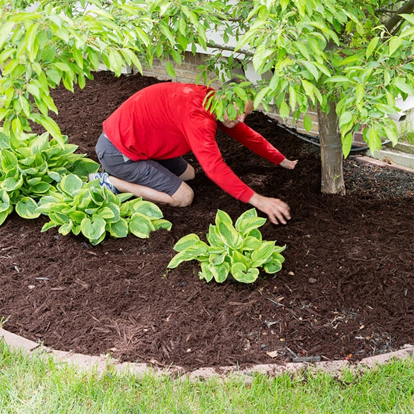 mulch installation involves spreading a layer of mulch over the soil to help retain moisture and suppress weeds